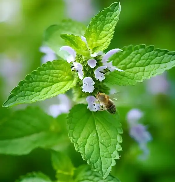 How to Choose Premium Melissa Officinalis Extract Suppliers?